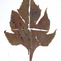Một chiếc lá ép trong thư gửi từ Blao về có chữ Trịnh Công Sơn ghi trên mặt lá: “Mưa lạnh đầy đó Ánh - 23 Septembre 1965”